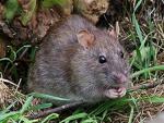 Rat brun (rat d'gout)